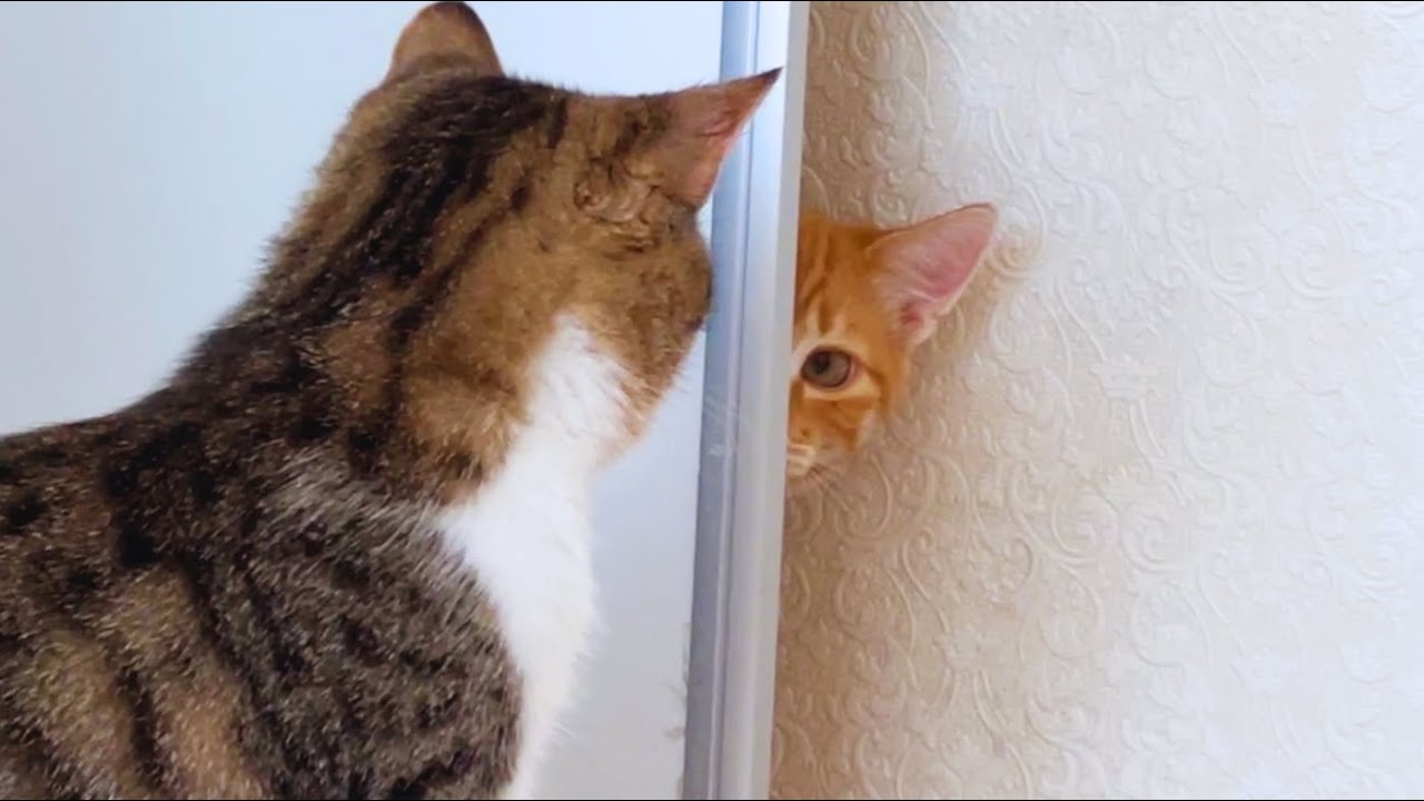 Tabby vs Orange Cat: Epic Play Battle