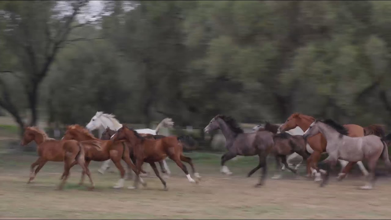 TODOCABALLO Capítulo 143: Los Pura Raza Árabe de la Yeguada Ybarra