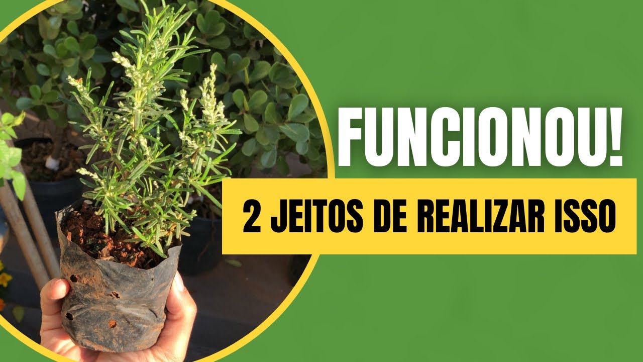 COMO fazer ALECRIM de dois modos RÁPIDOS?