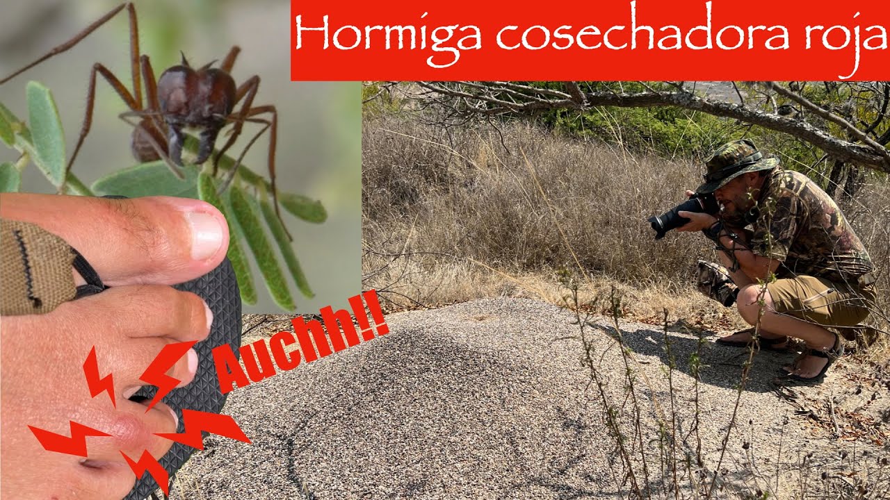 Una picadura dolorosa: Hormiga cosechadora roja Pogonomyrmex barbatus.