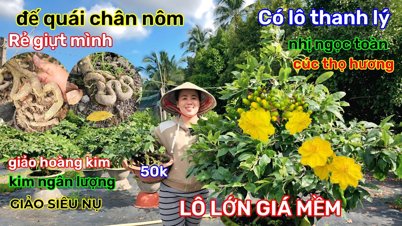 🌲7/12☎️vườn mai Chị Ngọc☎️xả lô siêu đế🌲30k-50k-80k-100k🌲nụ khủng khiếp🌲giá bao rẻ 