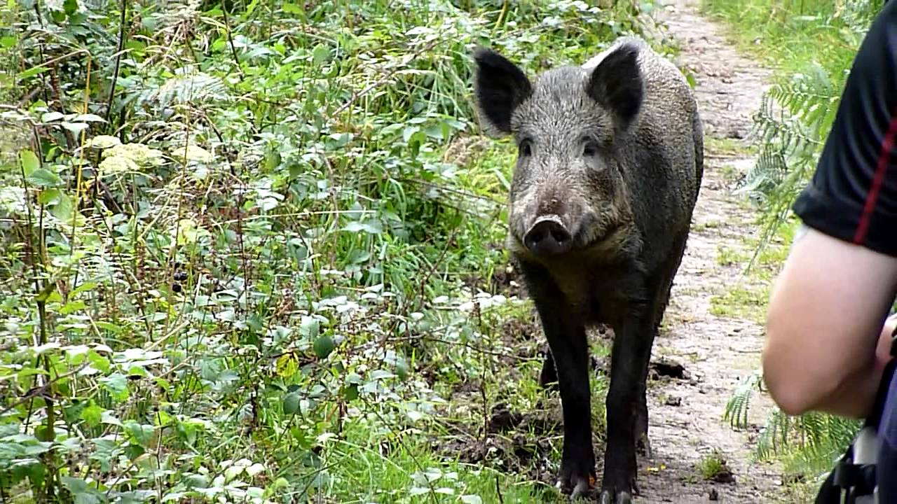 Wild boar encounter Forest of Dean