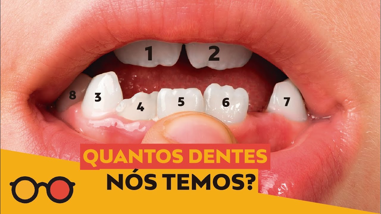 Quantos dentes nós temos?  | plantão de dúvidas
