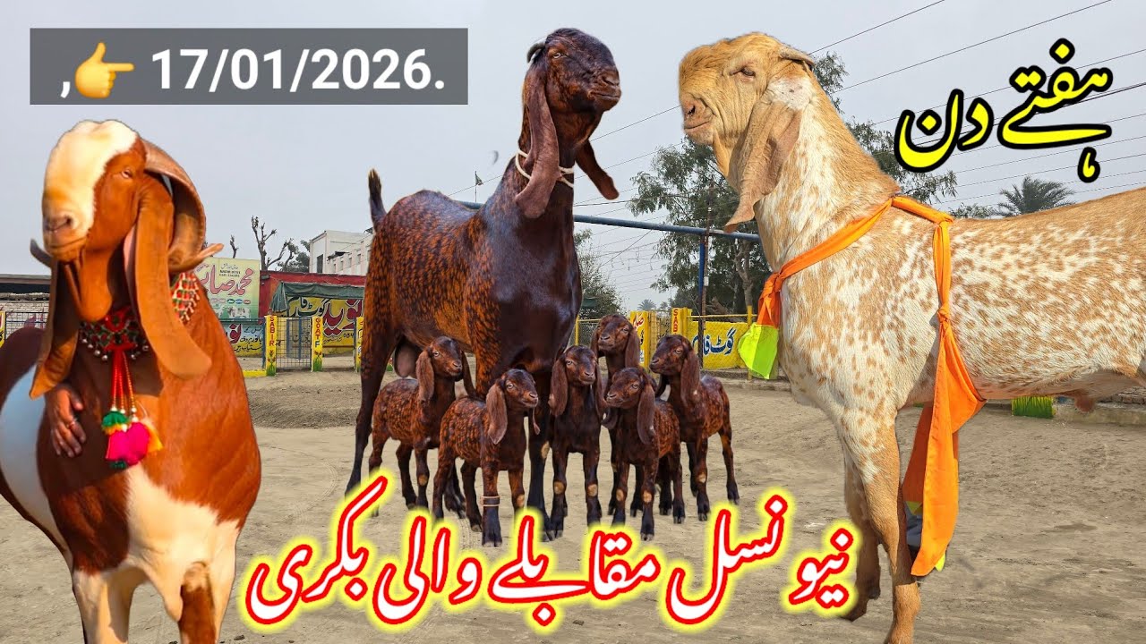 17 января 2026 г. Манди) 17/01/2026 || Козы на продажу. Предложение 10 🔥
