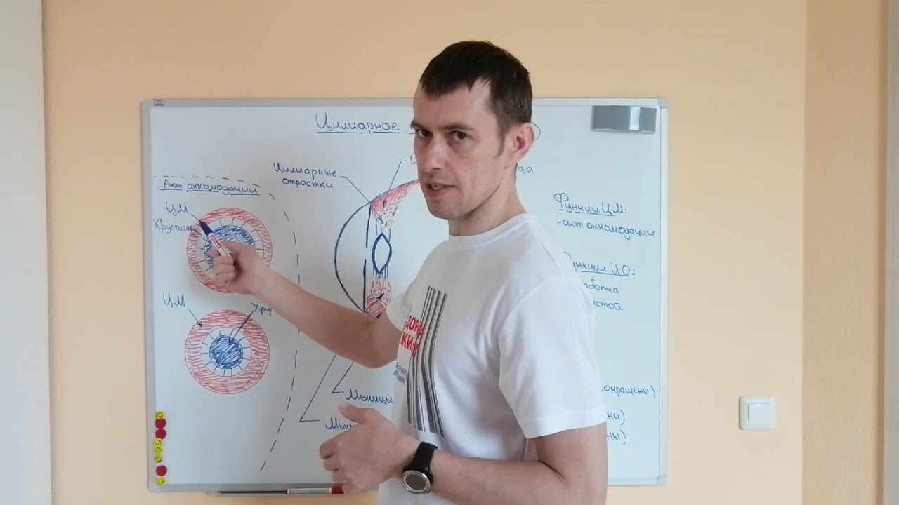 62# Цилиарное тело / Оптическая система глаза