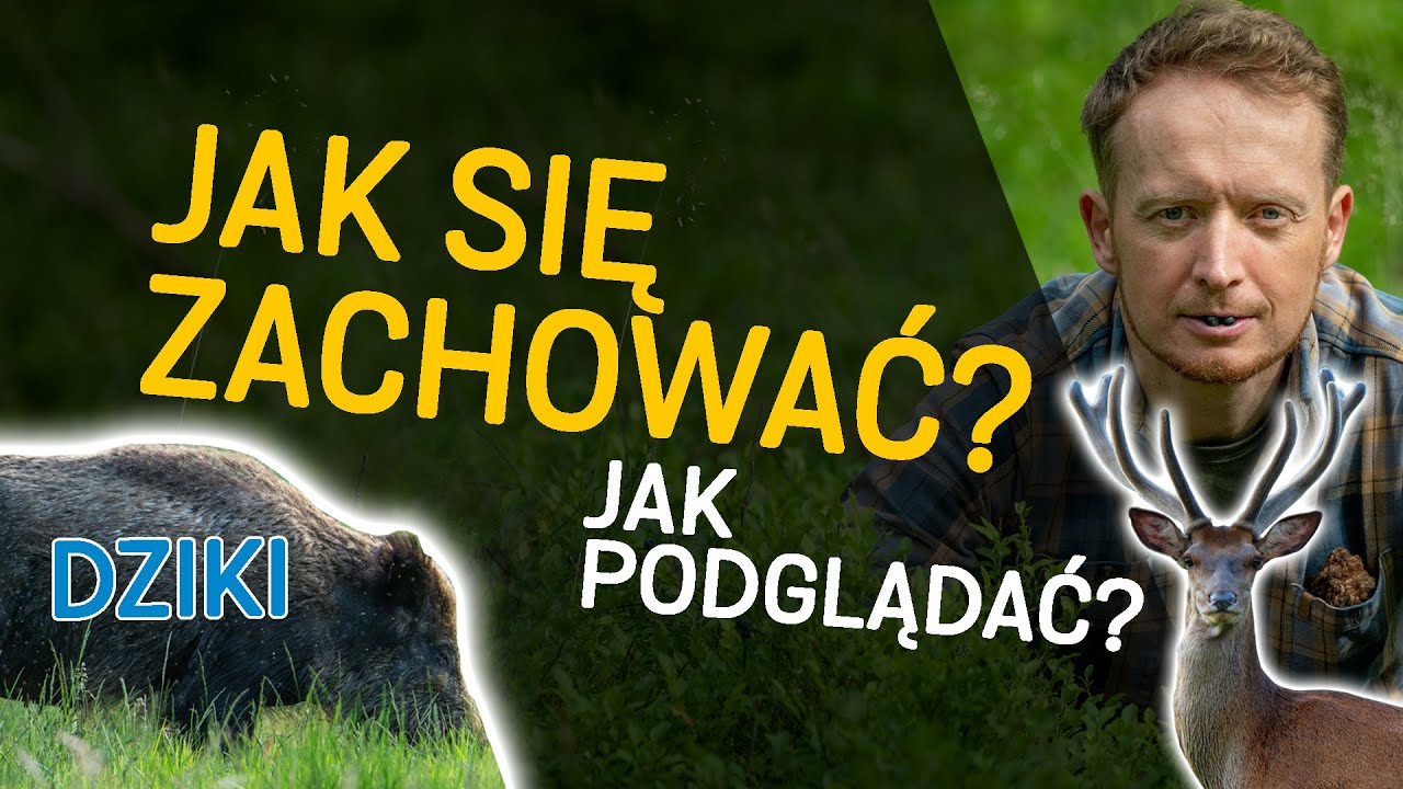 Dziki - czy trzeba się bać? Jelenie - jak podchodziłem? - o Lesie #40