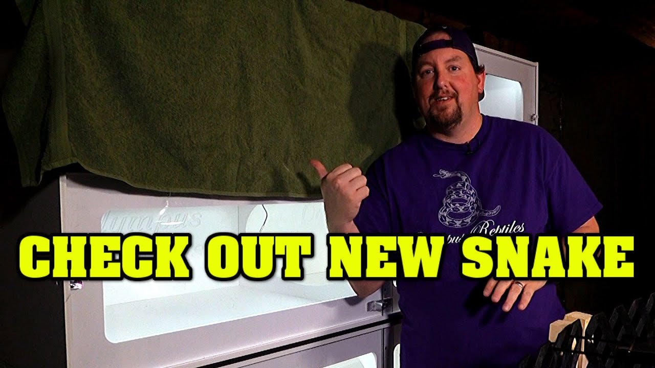 Awesome snake reveal!  What did we get??