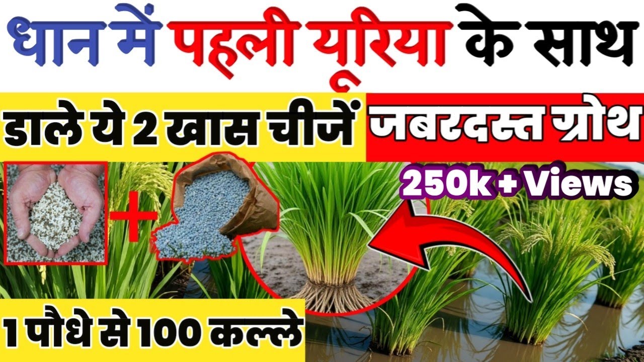 धान की फसल के लिए पहला खाद: जानिए कब और कौन सा डालें ! dhan me pahli khad me kya dale | dhan me khad