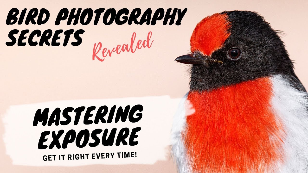 MASTERING EXPOSURE - Get it right EVERY time! - Bird Photography Secrets Revealed  - Jan Wegener