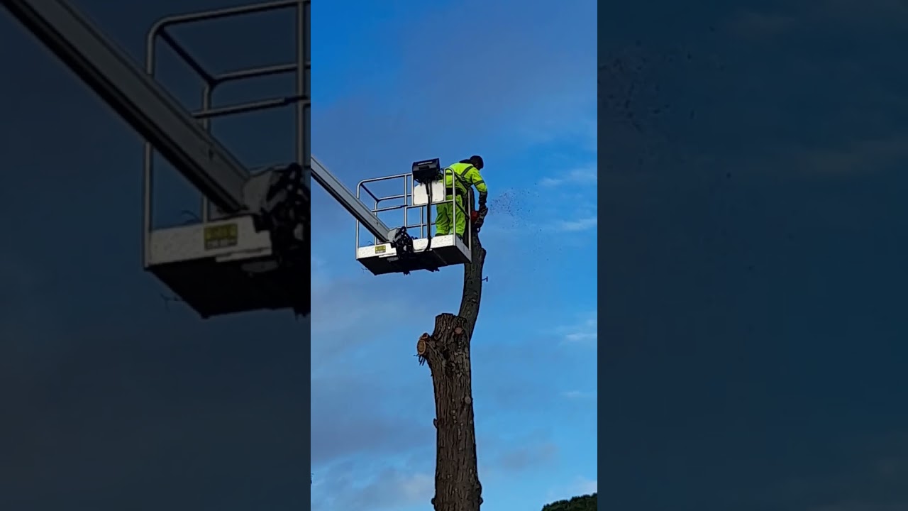 taglio alberi con piattaforma aerea