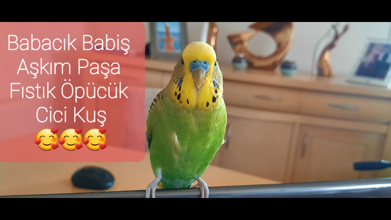 Muhabbet Kuşunuza Mutlaka Dinletin Konuşacak. Babacık Babiş Aşkım Cici Kuş Paşa Fıstık Öpücük