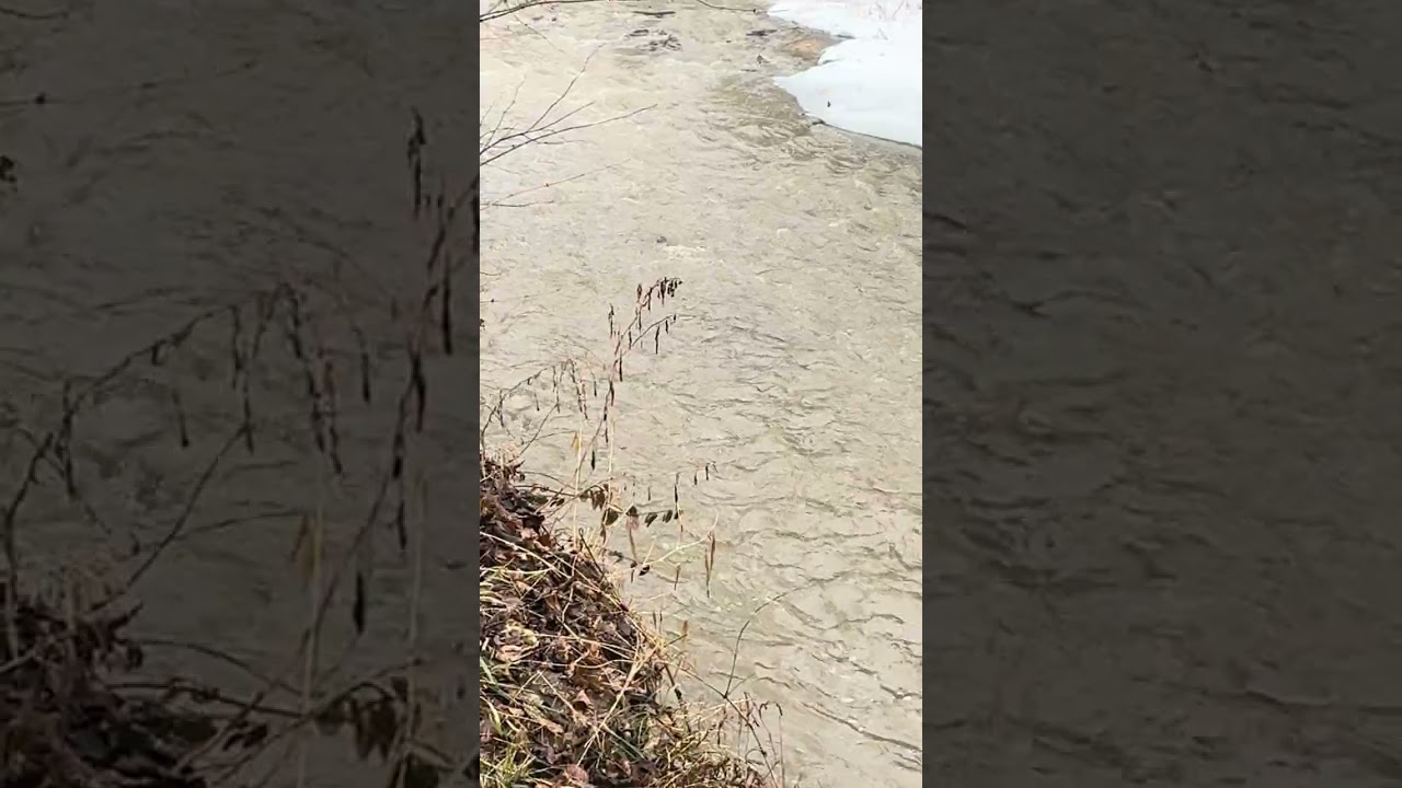 Let’s go take a look at the river 