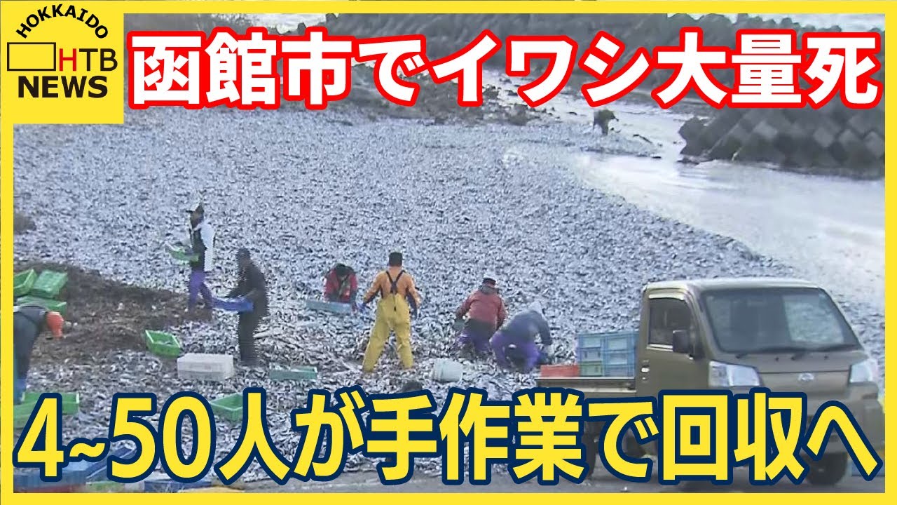 函館市で大量死したイワシ　9日から手作業で回収へ　焼却処分の方針　それでも作業終了メド立たず