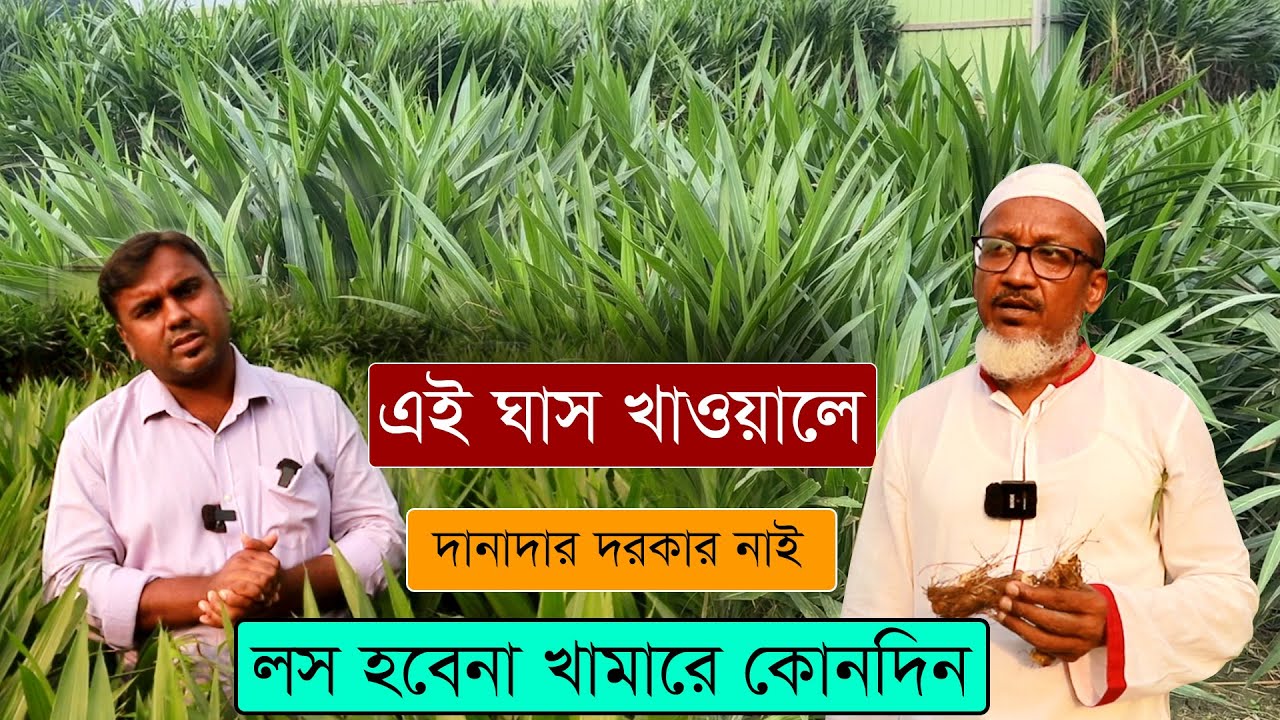স্মার্ট নেপিয়ার ঘাস চাষ কেন করবেন?  কিভাবে করবেন? কাটিং কোথায় পাবেন ? দানাদার ছাড়াই গরু পালন করুন !!