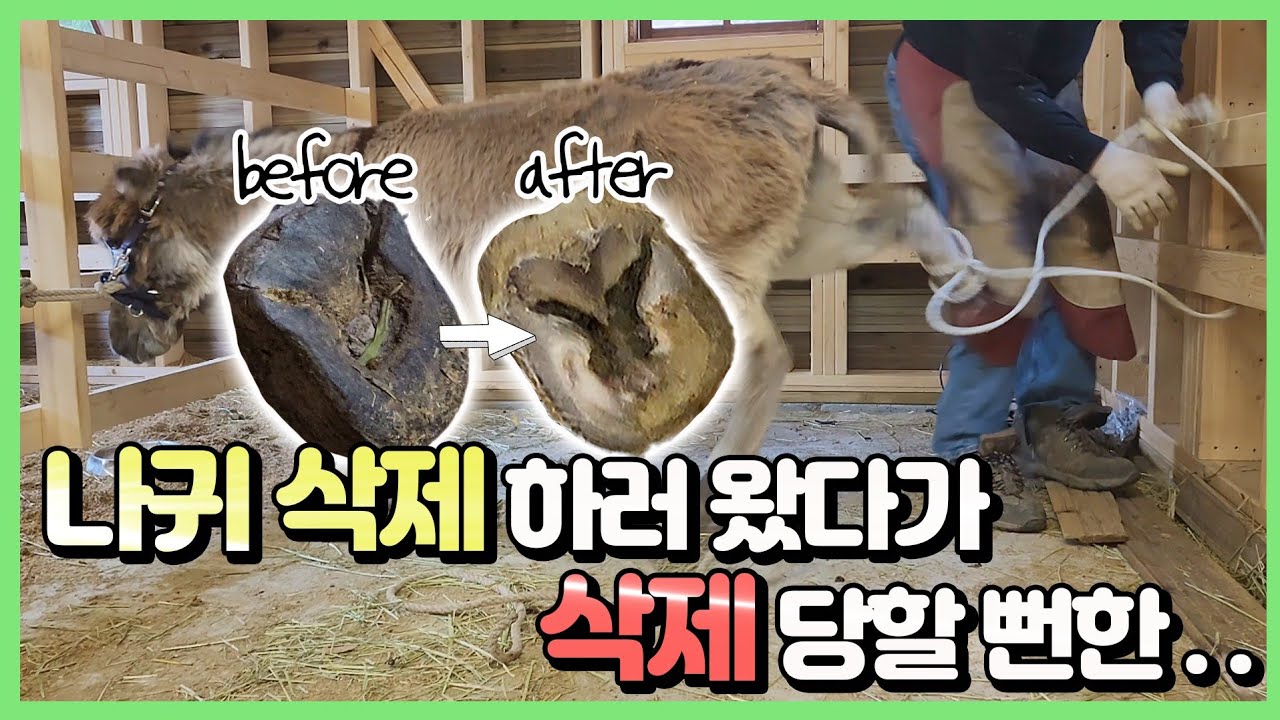 생각보다 심했던 암컷 당나귀의 발굽 상태.. ㅠ
