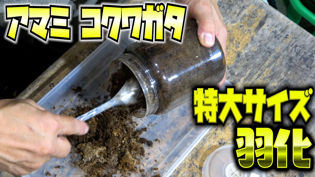 飼育研究中のアマミコクワガタが羽化しました