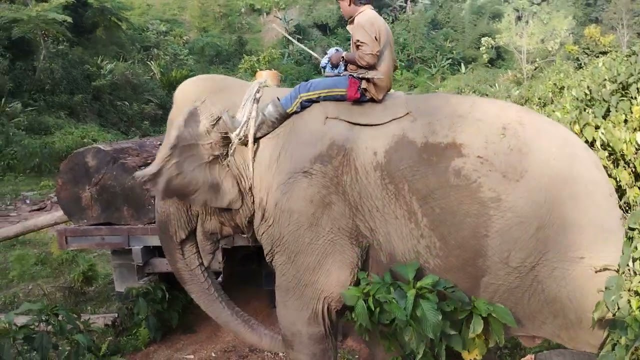 Timber logs Loading with Elephant