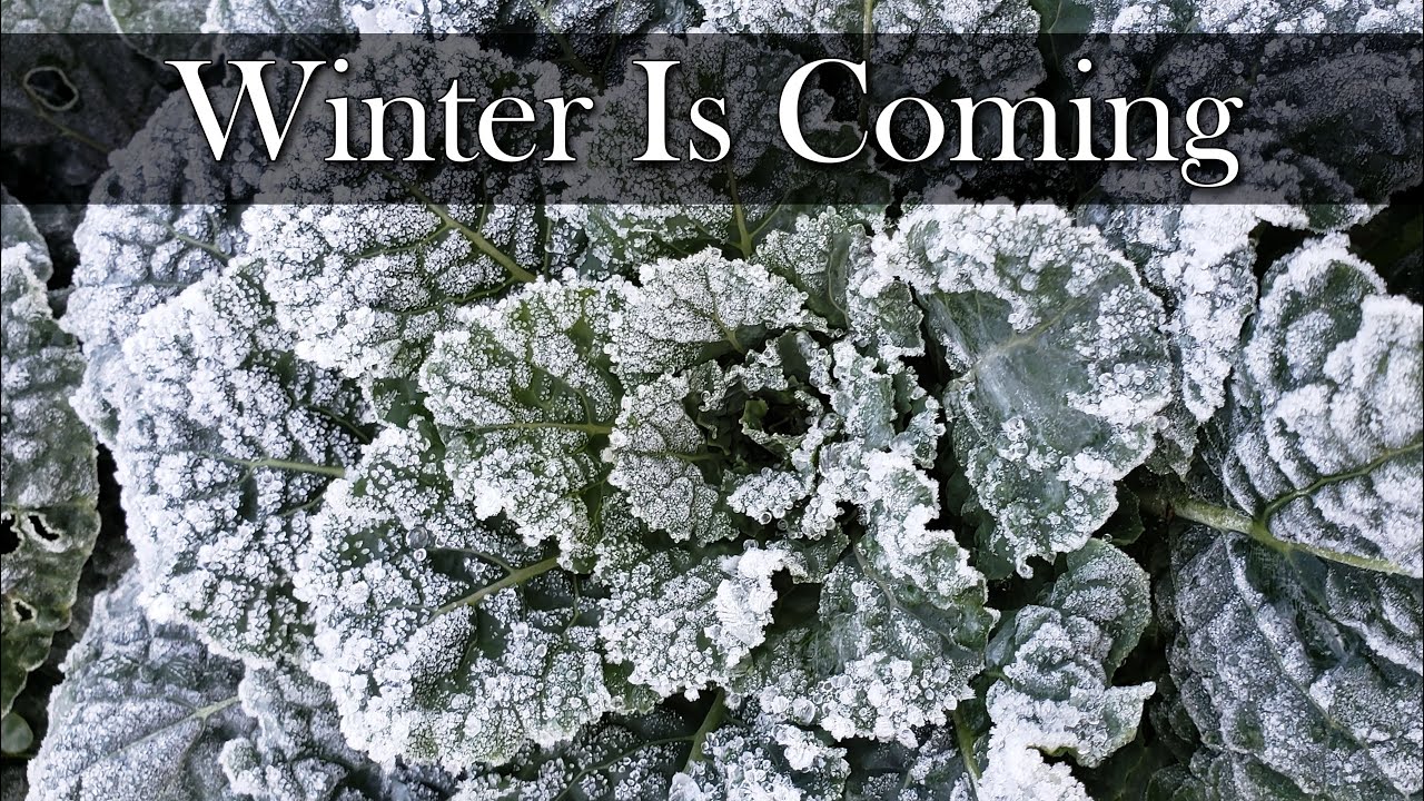 Winterizing Your Vegetable Garden - 6 Tips For 2023!