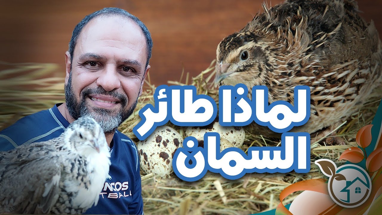 لماذا طائر السمان من أفضل أنواع الدواجن فى التربيه