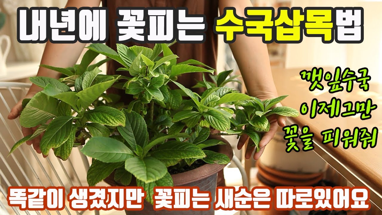내년에 꽃피는 수국삽목 방법! 깻잎수국은 이제그만! 꽃피는 수국새순은 따로 있어요 깻잎수국도 꽃피게 하는 수국삽목법