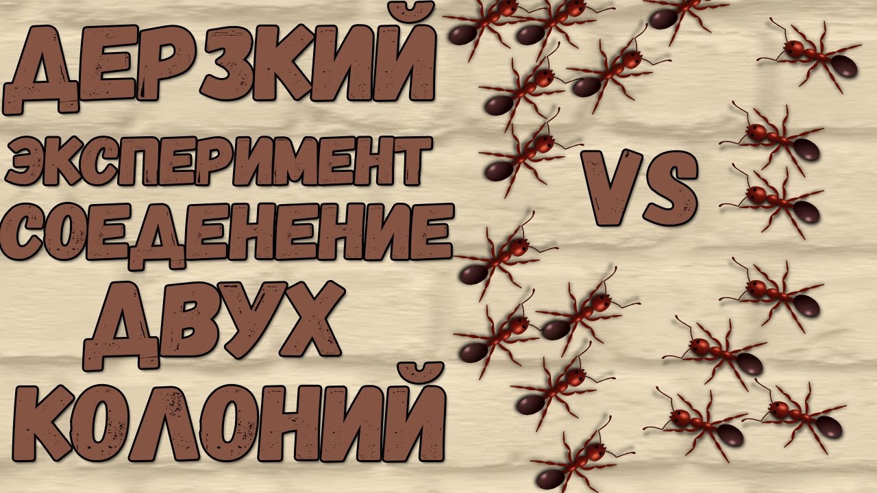 Дерзкий эксперимент!!!  Как объединить  две колонии Messor structor. Развитие колонии.