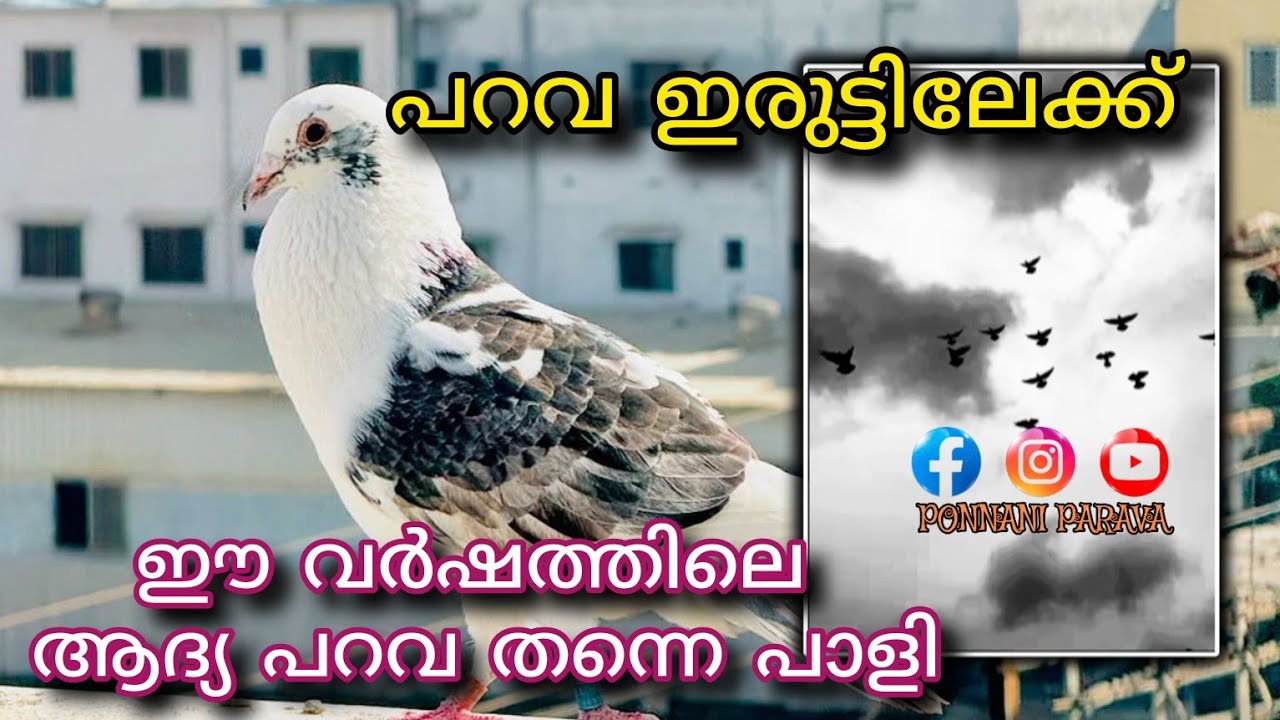 ഈ വർഷത്തിലെ ആദ്യ പറവ തന്നെ പാളി കുഞ്ഞൻ missing