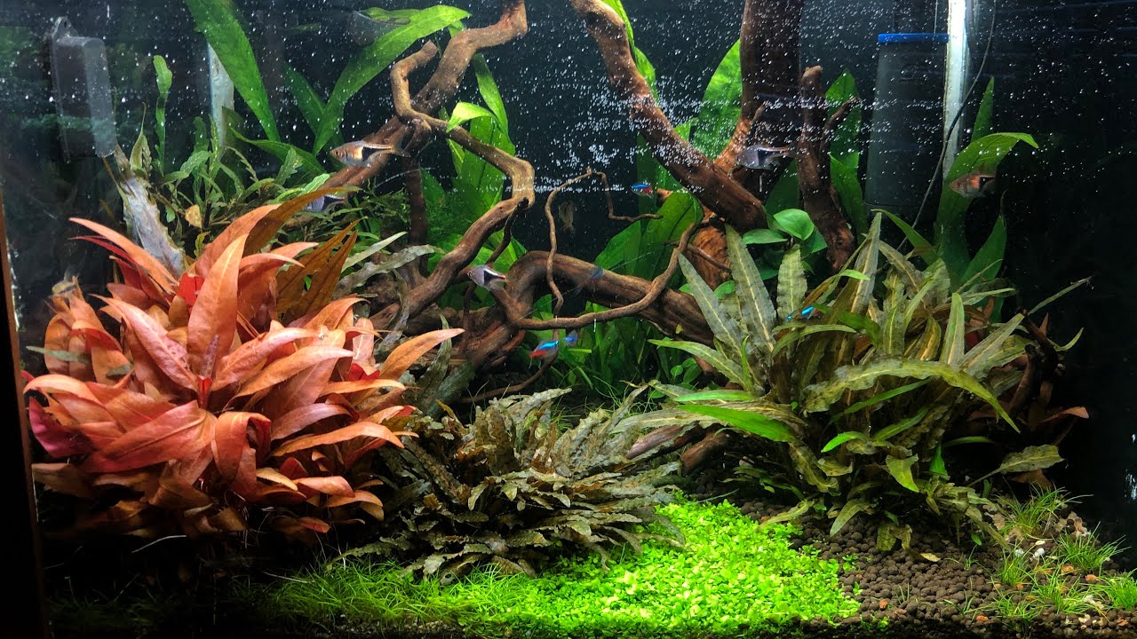 OF SurfClear skimmer / KonAkva #96