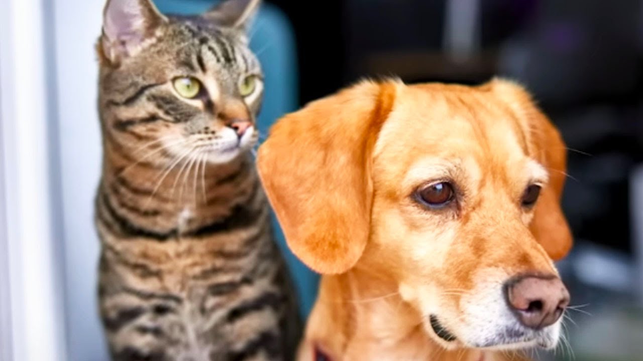 Greedy Private Equity Goons Are Killing Pets