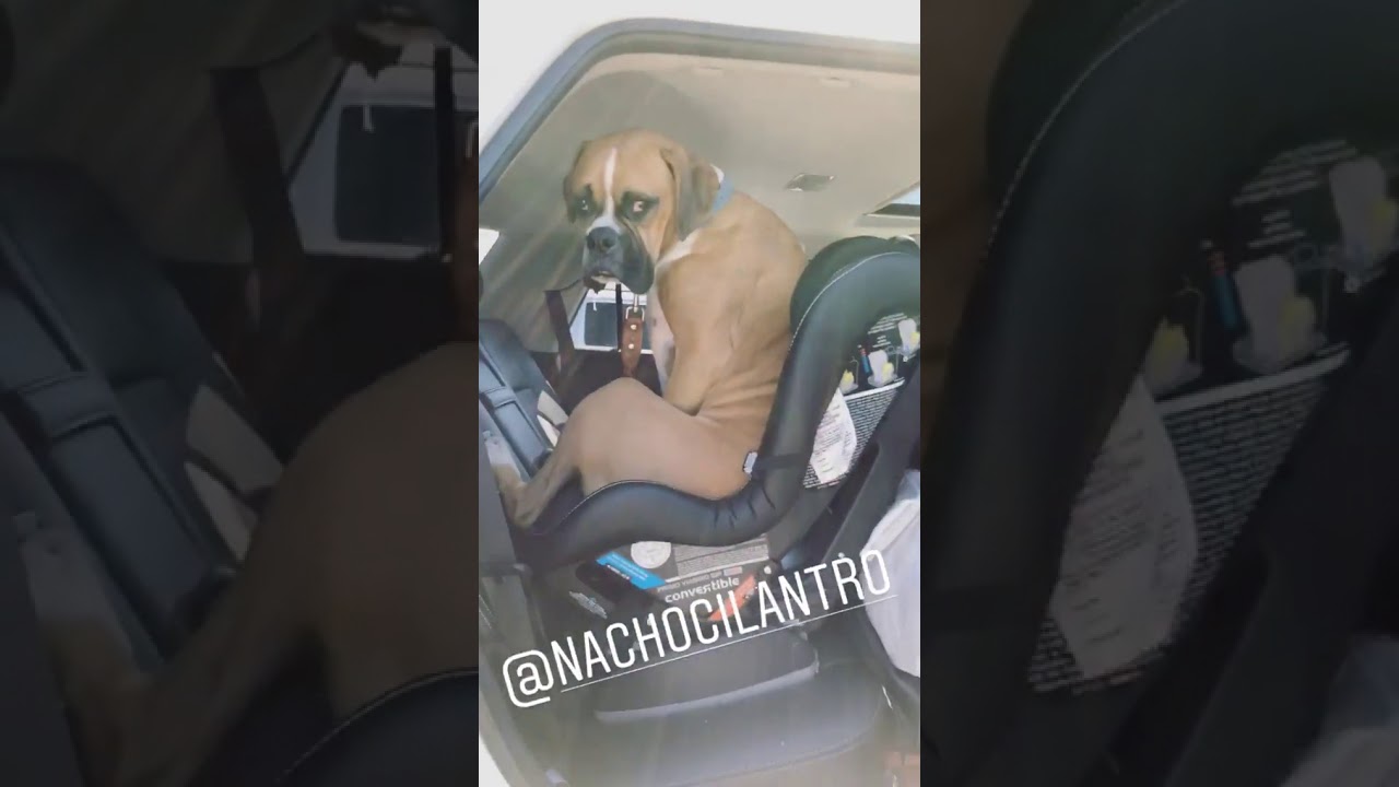 Proof Nacho Thinks He's Human