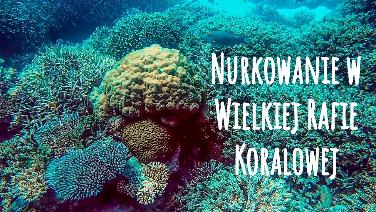 Wielka Rafa Koralowa w Cairns - podróż dookoła świata - #32