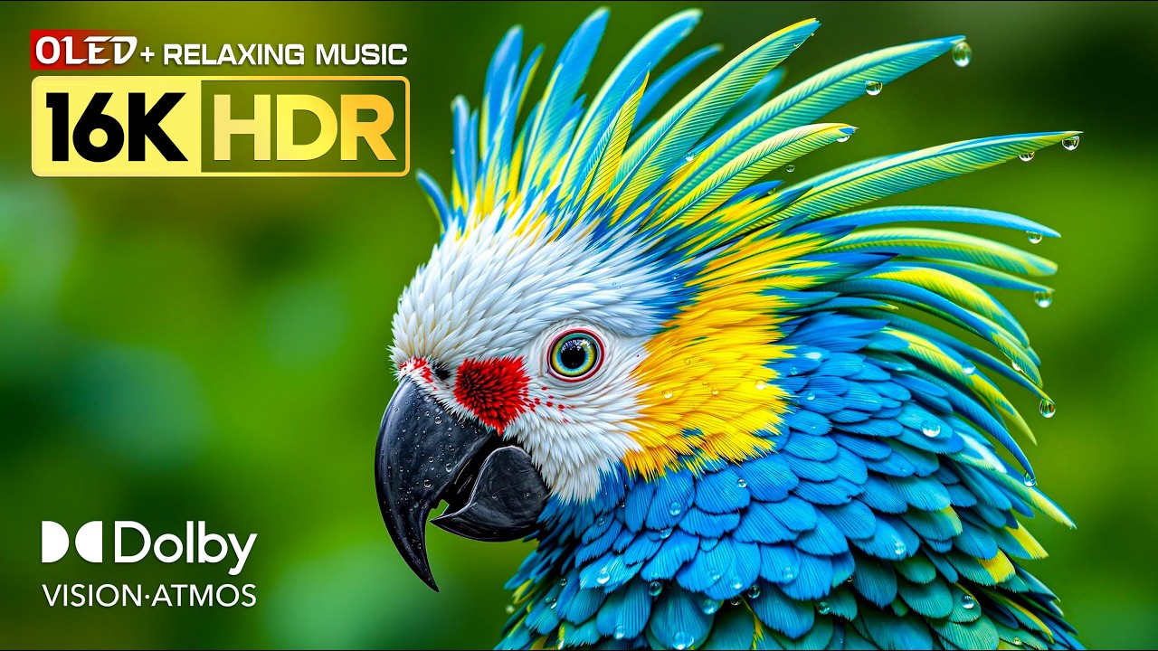 Perfect 16K Video OLED TEST | 8K HDR 120FPS | Dolby Vision | Relaxing Sleep Music