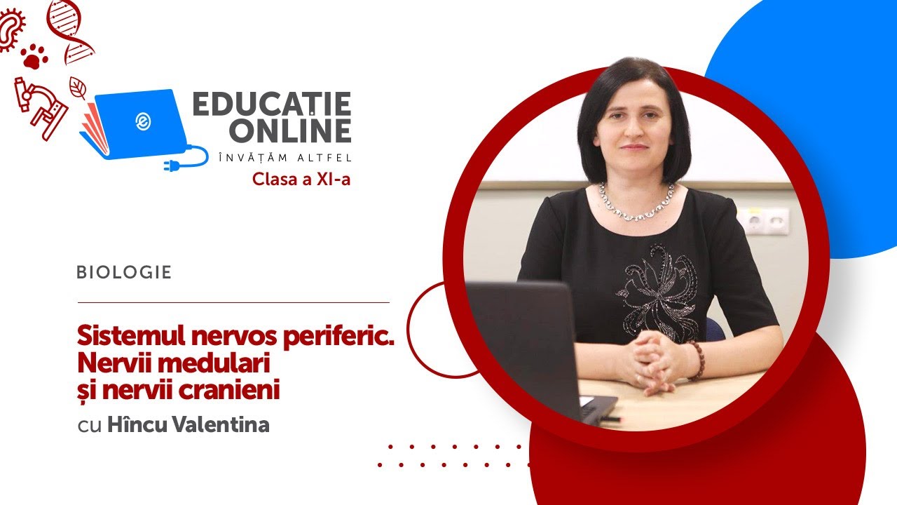 Biologie, clasa a XI-a, Sistemul nervos periferic. Nervii medulari și nervii cranieni