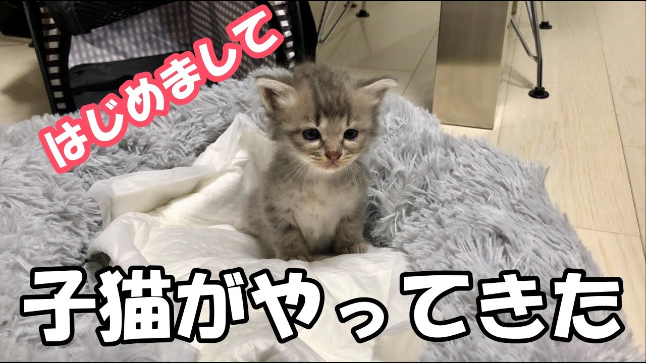 生後1ヶ月の子猫が我が家にやって来ました！