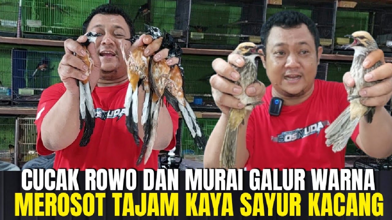 MEROSOT TAJAM ! HARGA MURAI BATU GALUR WARNA DAN CUCAK ROWO DI MALL GRAHA MBRK ! KAYA SAYUR KACANG