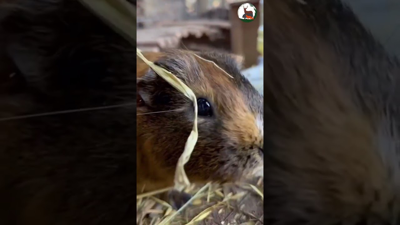 ✅ Refugi el Cau del Bosc 