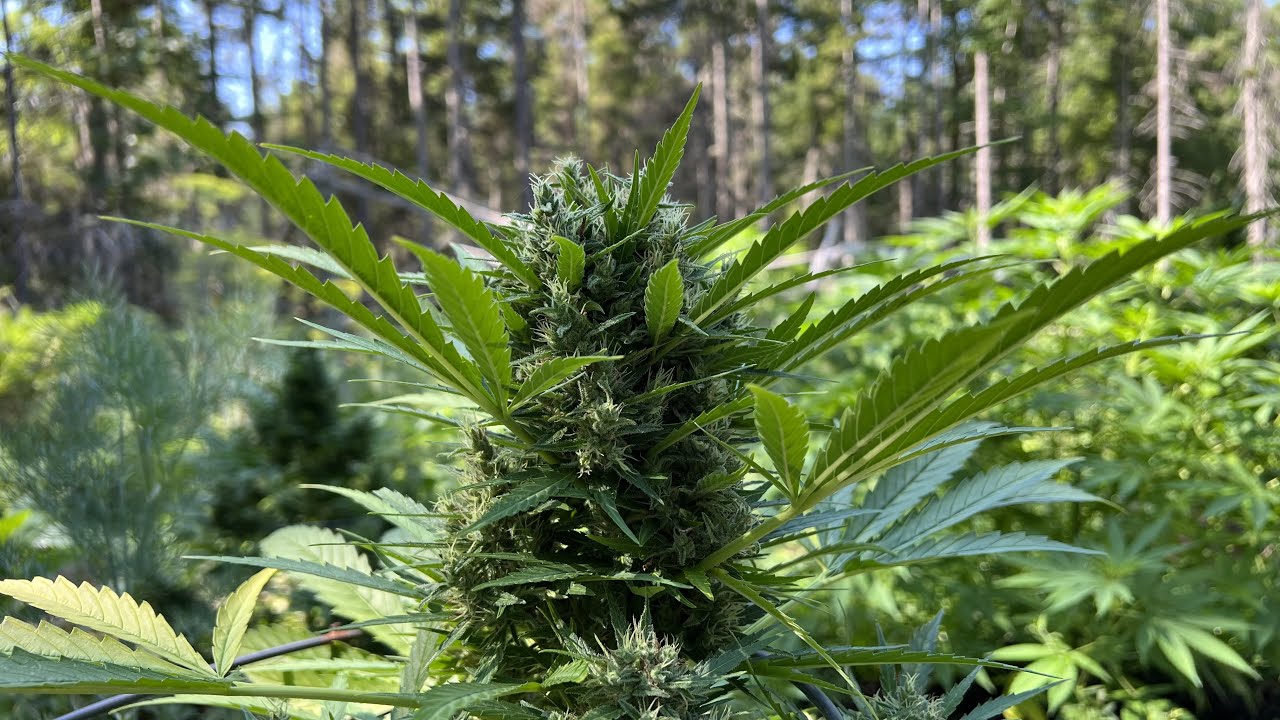 2022 Outdoor Grow / EP. 10