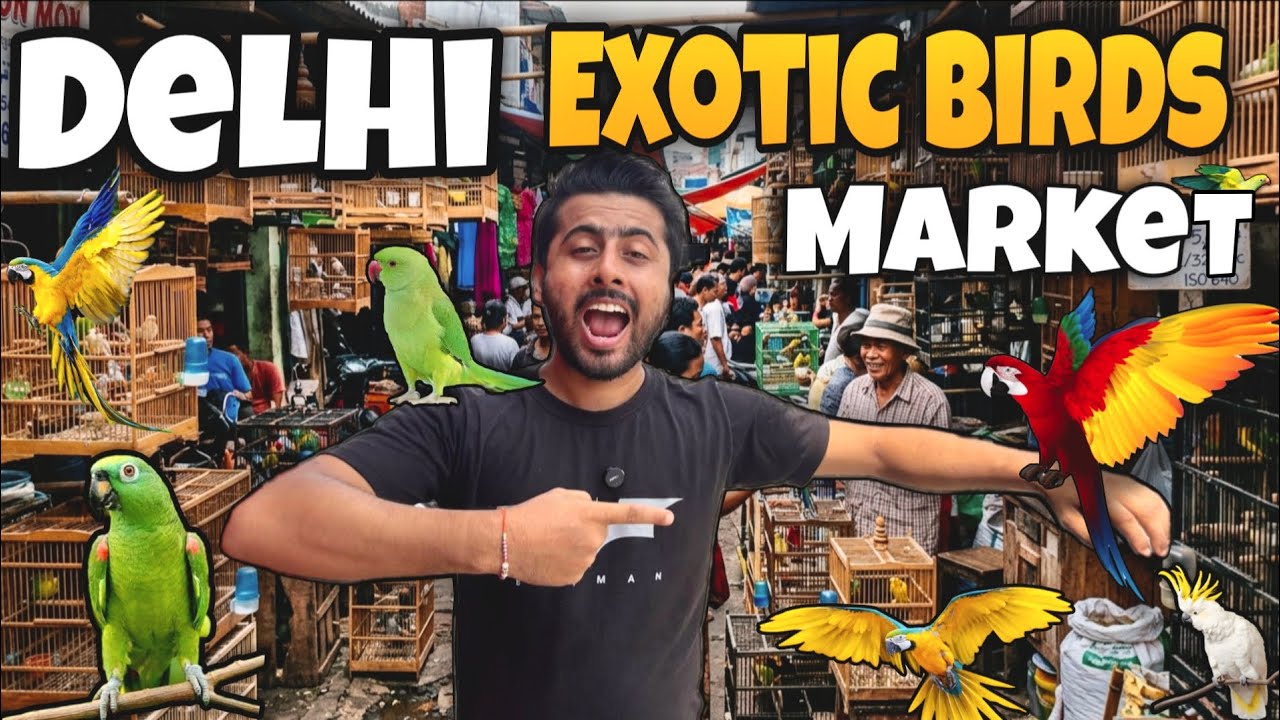Delhi lal quila Exotic Birds market 🦜🕊️  || Exotic birds market || cheapest price loot hi loot hai 🦆