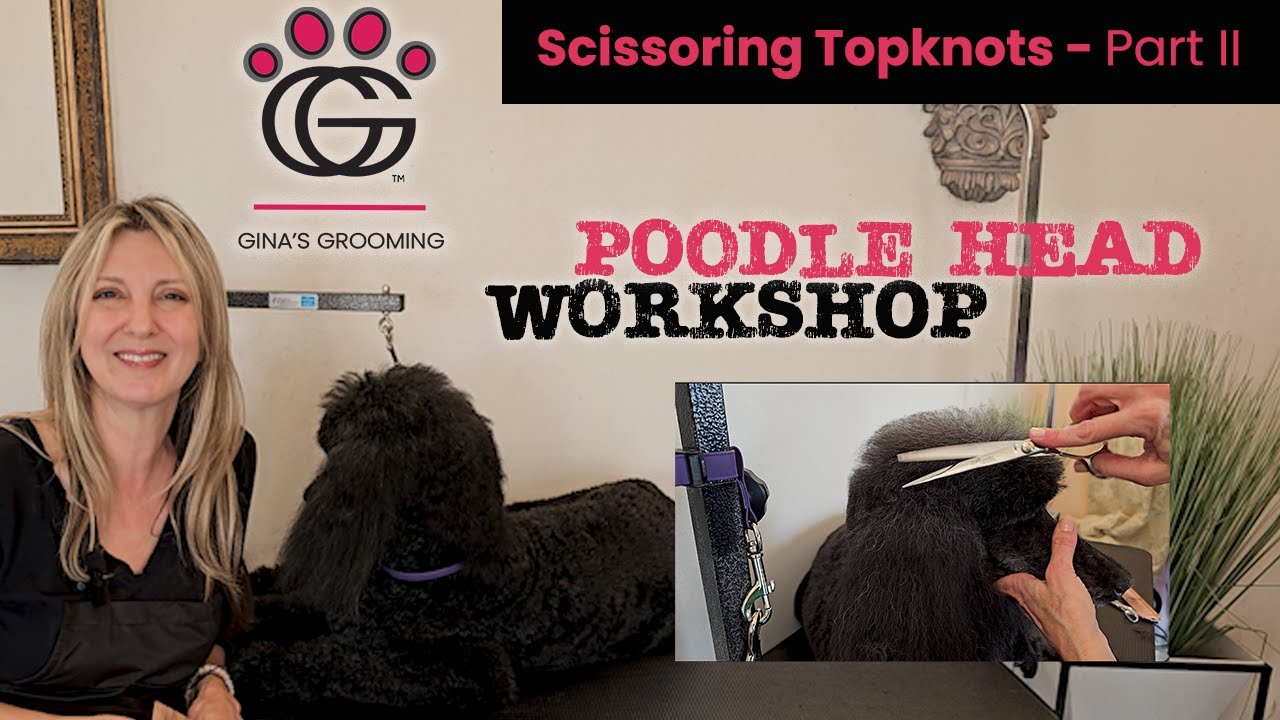 Poodle Top Knot Scissoring - Poodle Head Workshop Part 2