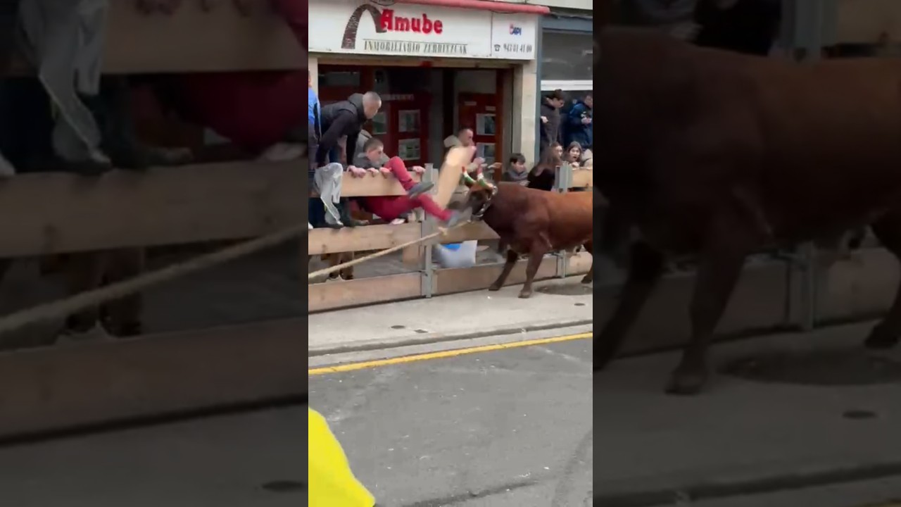 😱CASI SE ESCAPA ESTE TORO EN ARNEDO 😱 #youtubeshorts #shortsvideo #shorts #short #shortvideo