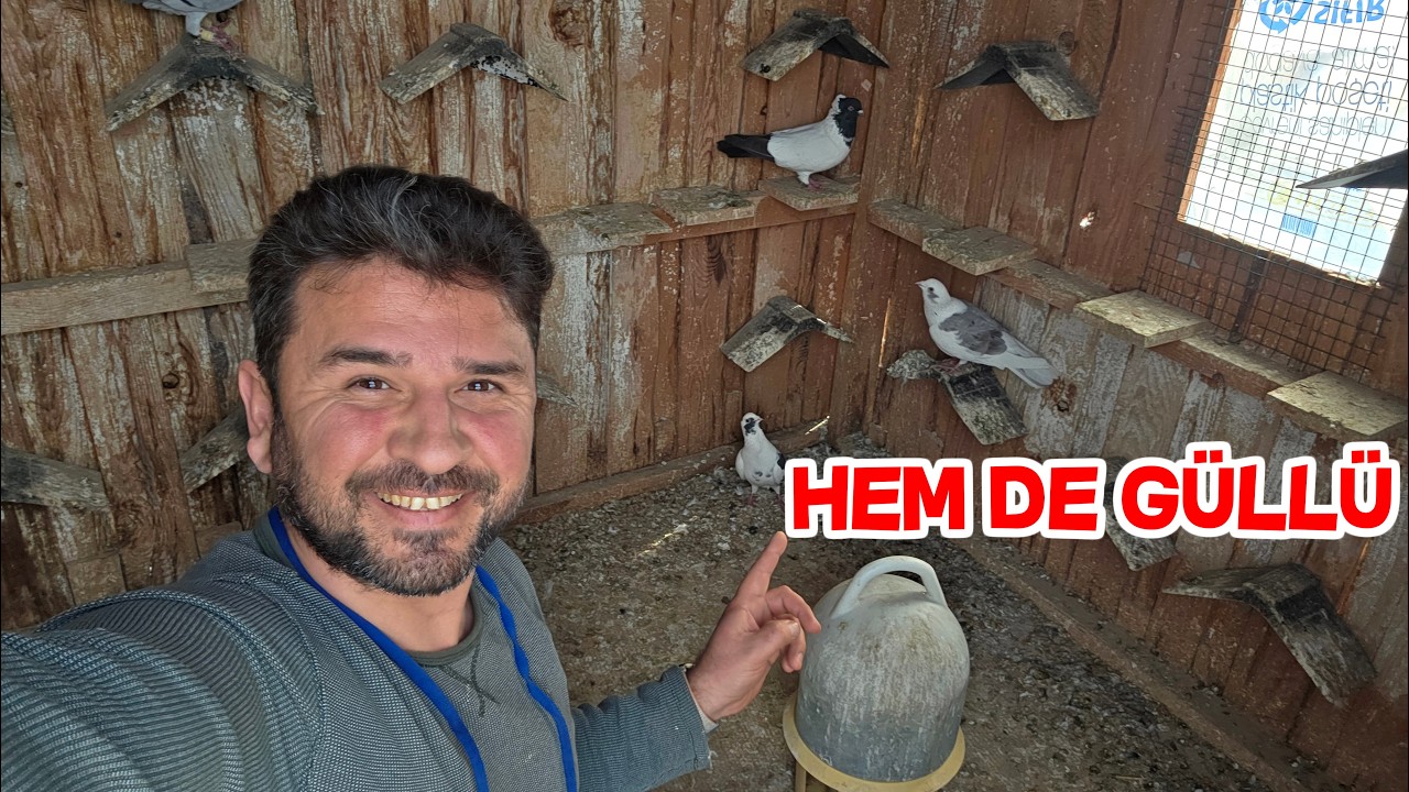 Uçan Güvercinlere Takviye Hediye Güvercin Cihan Abiden