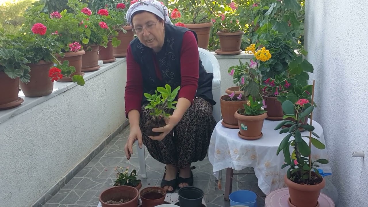 DİKENLER TACI SAKSISI DEĞİŞTİRİYORUZ.