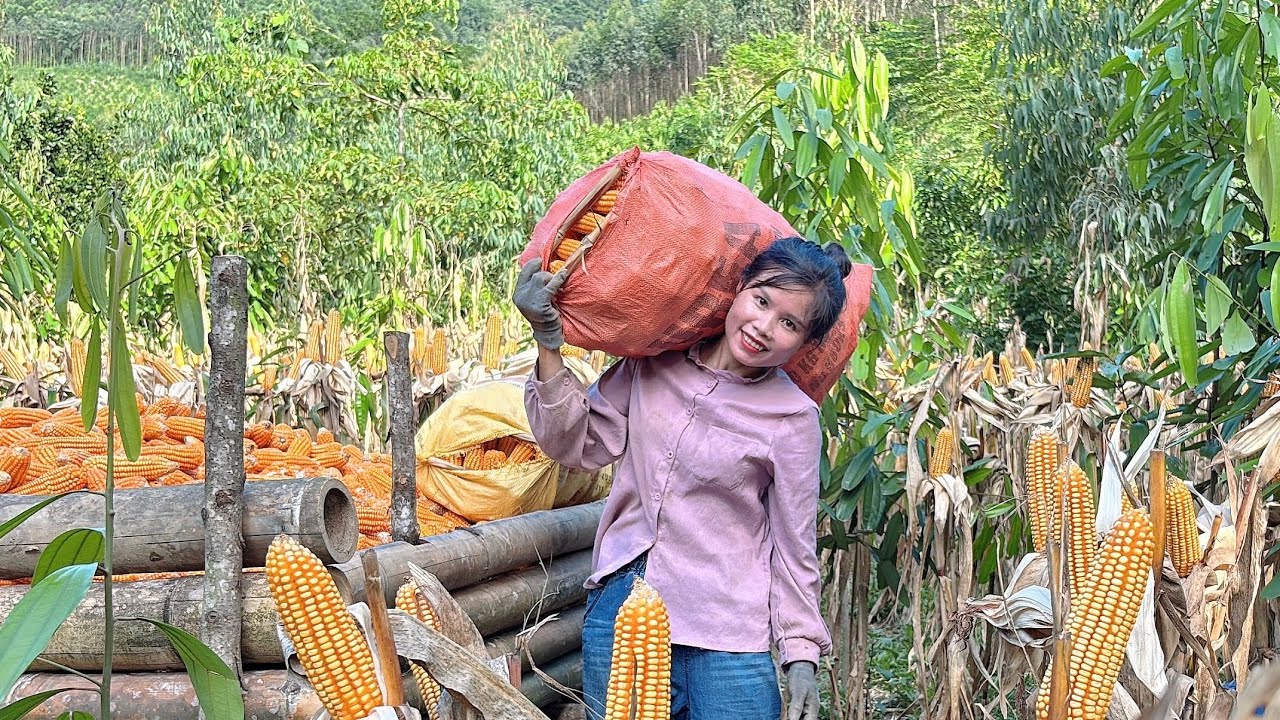 Hong Harvesting Corn and Drying It