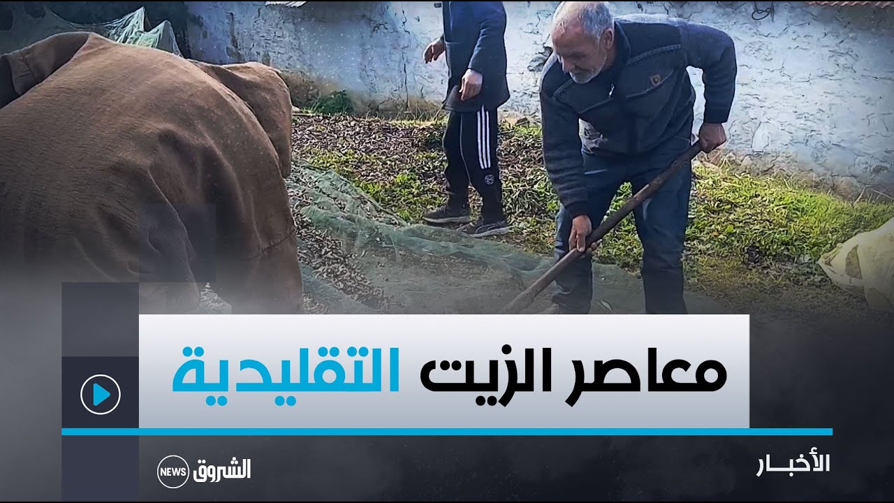 سكيكدة.. معاصر الزيت التقليدية عندما يحكي الزيتون قصة أرض وتراث