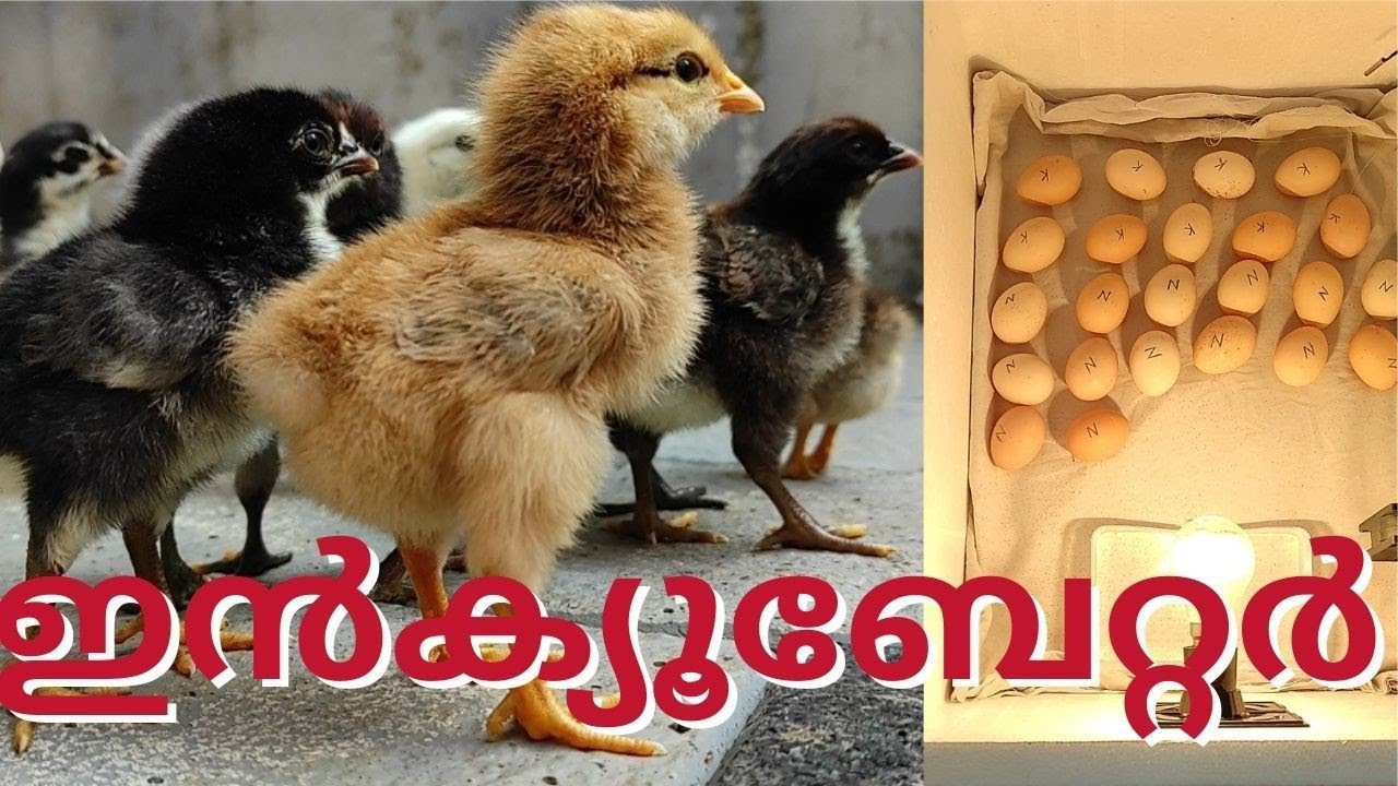How to make an incubator | Thermocol Box incubator | മുട്ട വിരിയിക്കുന്ന പെട്ടി | Nettech Media