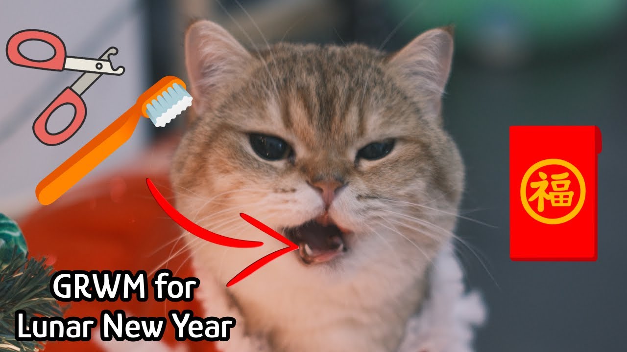 Getting my cat ready for Lunar New Year 👹🧧 (Mani Pedi 💅, LNY outfit, Teethbrushing 🦷)