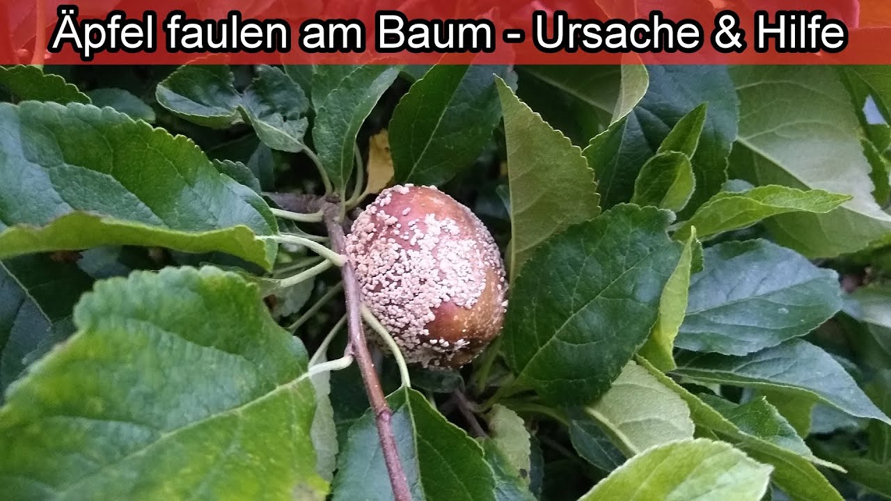 &Auml;pfel faulen am Baum - was tun gegen Monilia Apfelf&auml;ule &ndash; Pilz am Apfelbaum / Apfel Krankheiten
