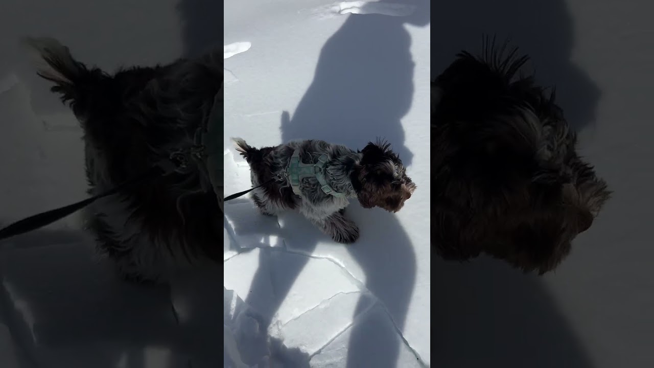 Walk with puppy and me 