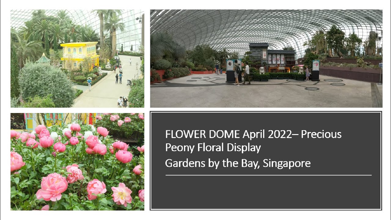 FLOWER DOME (Precious Peony 2022) – Gardens by the Bay, Singapore (Walking Tour) #flowerdome