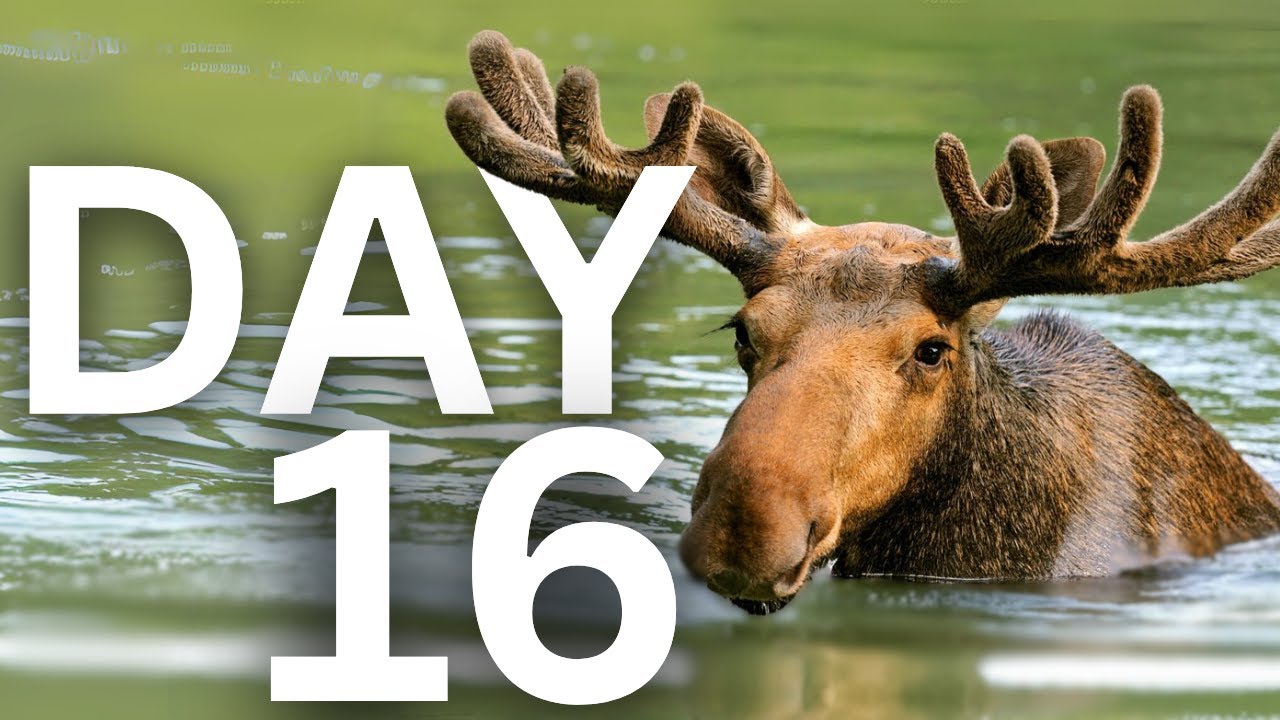 Live Webcam: The Great Moose Migration 2025 (Den Stora &Auml;lgvandringen) DAY 16