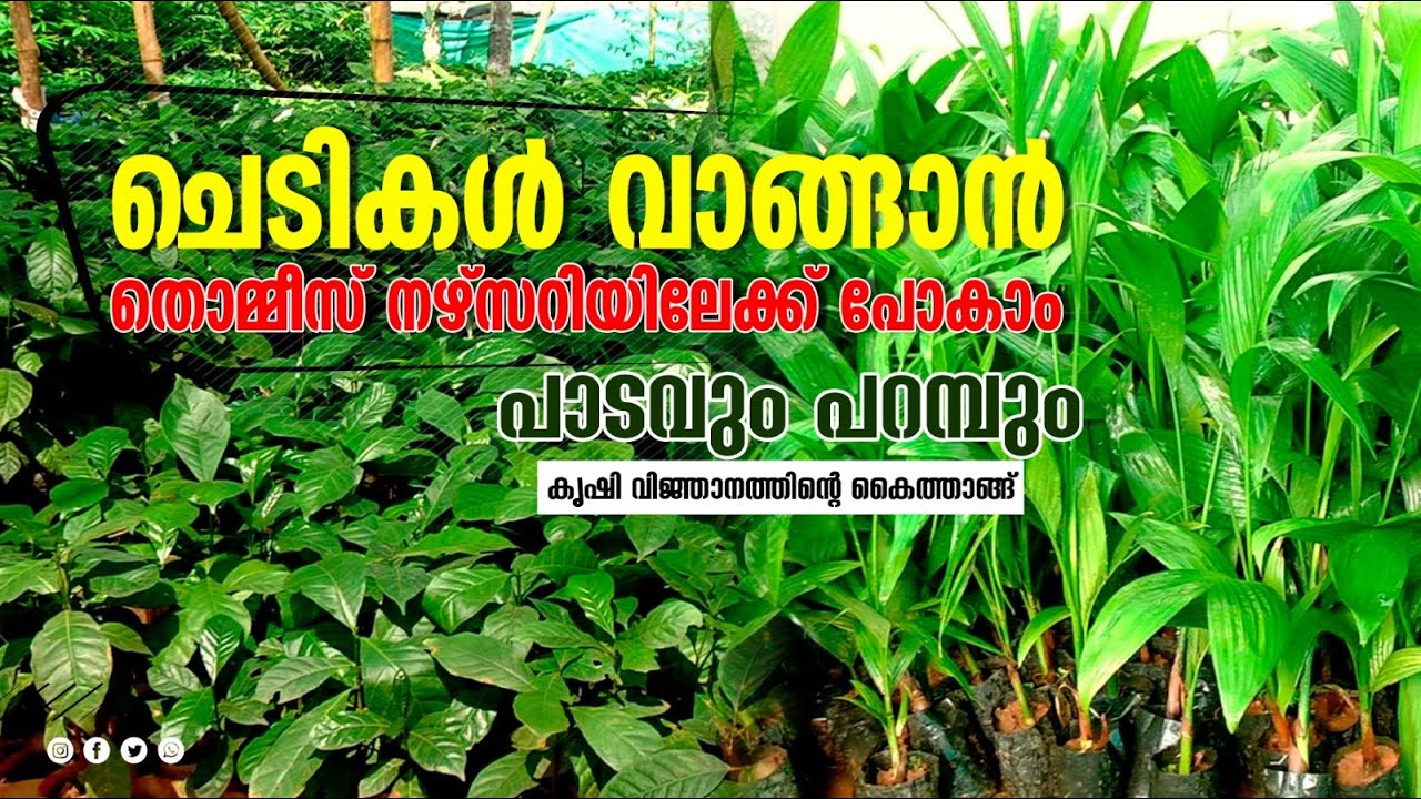 ചെടികള്‍ വാങ്ങാന്‍ തൊമ്മീസ് നഴ്‌സറിയിലേക്ക് പോയാലോ...! | Wholesale Plant Nursery |